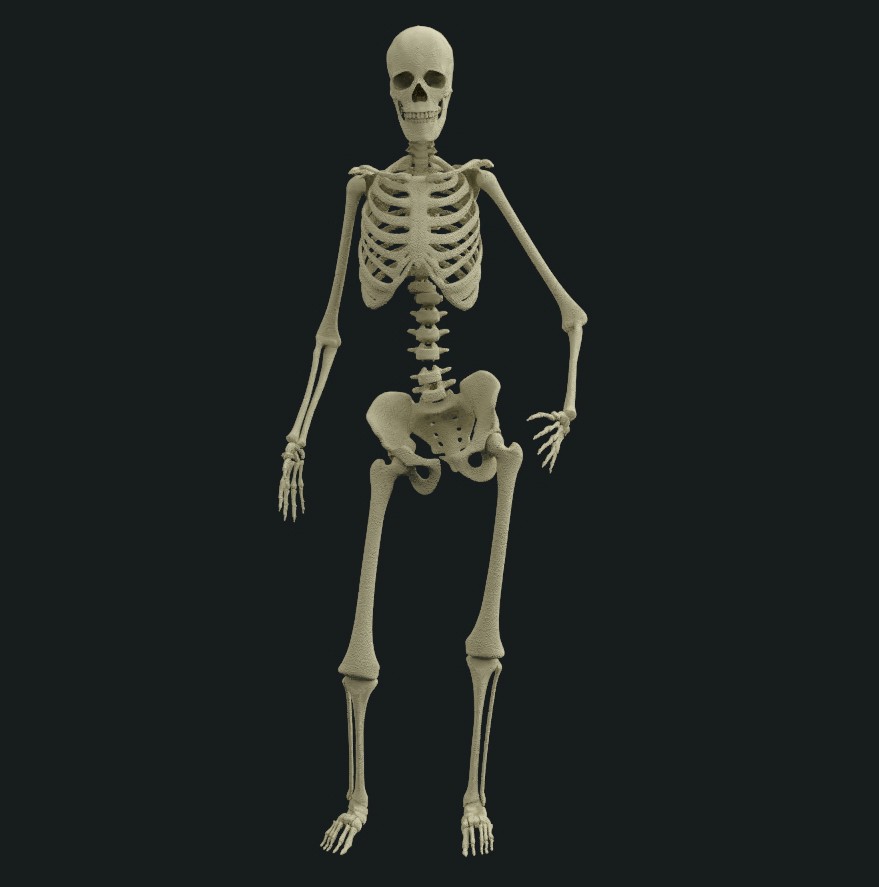 human skeleton rig preview image 1